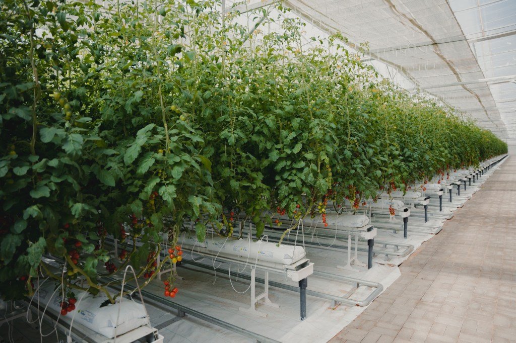 Iyris facilita el cultivo de productos frescos en climas difíciles y recauda $16 millones