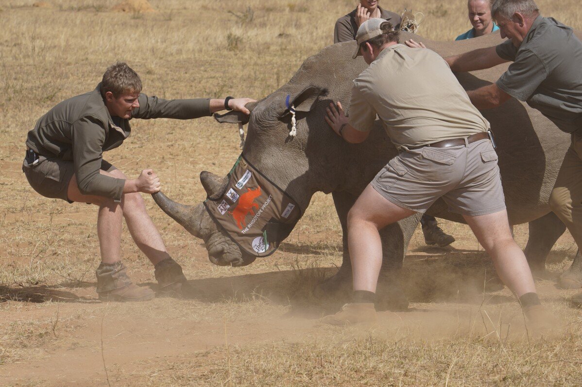 Investigadores sudafricanos prueban el uso de tecnología nuclear para frenar la caza furtiva de rinocerontes